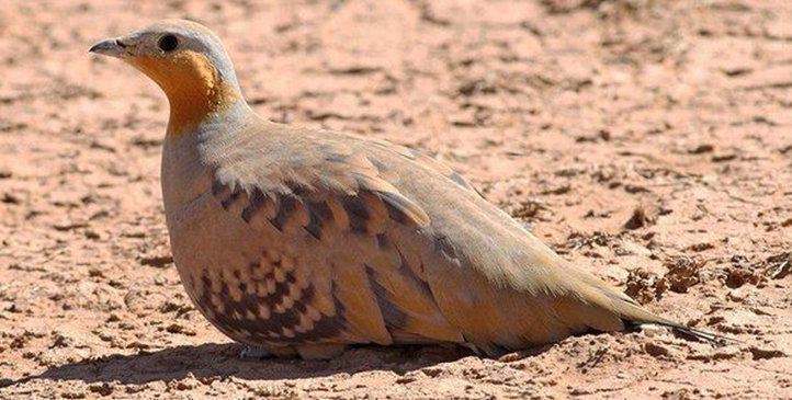 Tour completo de observación de aves: desiertos, montañas y costas