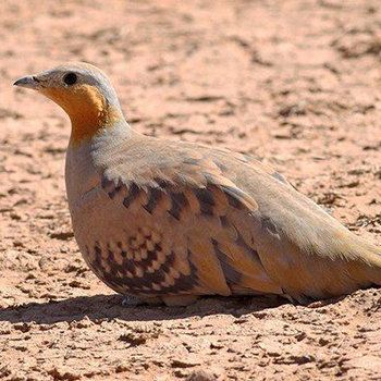 birding-trip-in-11-days-to-the-desert-mountains-and-coasts