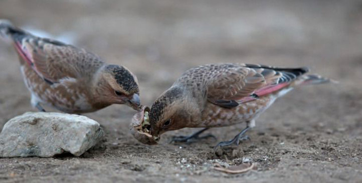 birding trip to the Atlas in 5 Days/4 Nights