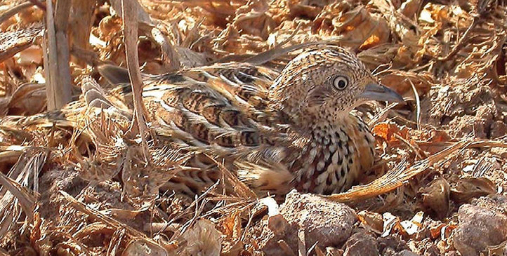 Birding trip to the Northern 8 Days/7 Night