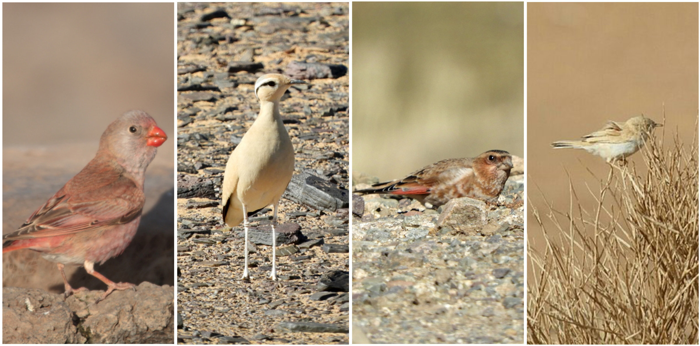 best-birding-tours