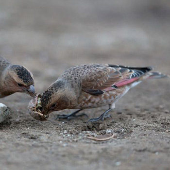 Birding trip to the Atlas in 5 Days/4 Nights