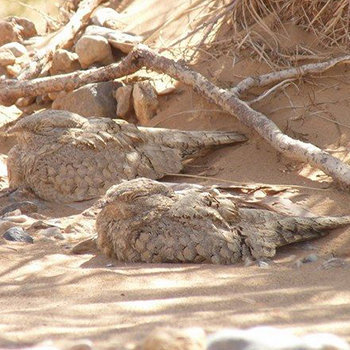 birding-trip-in-8-days-to-the-atlas-and-sahara