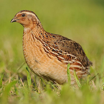 birding-trip-to-the-northern-of-morocco