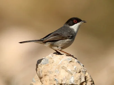birds trip in Morocco