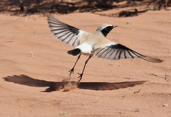 Morocco bird desert tours
