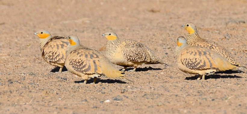 Merzouga Birdwatching Tour – Lake Dayet Srji & Sahara Wildlife Experience